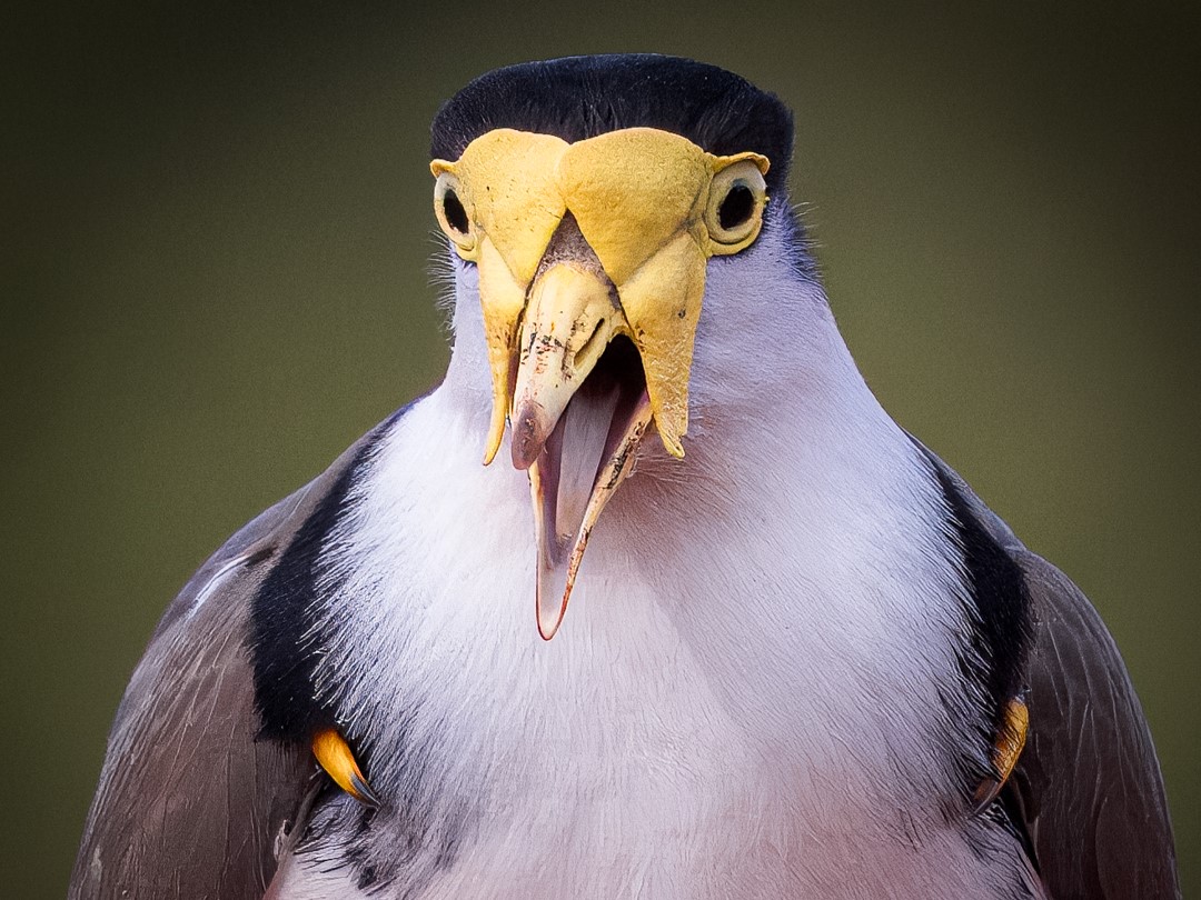 Housing: where Queensland ignores social housing, Bradfield includes affordable housing (10 % anyway) and BTR finds a niche